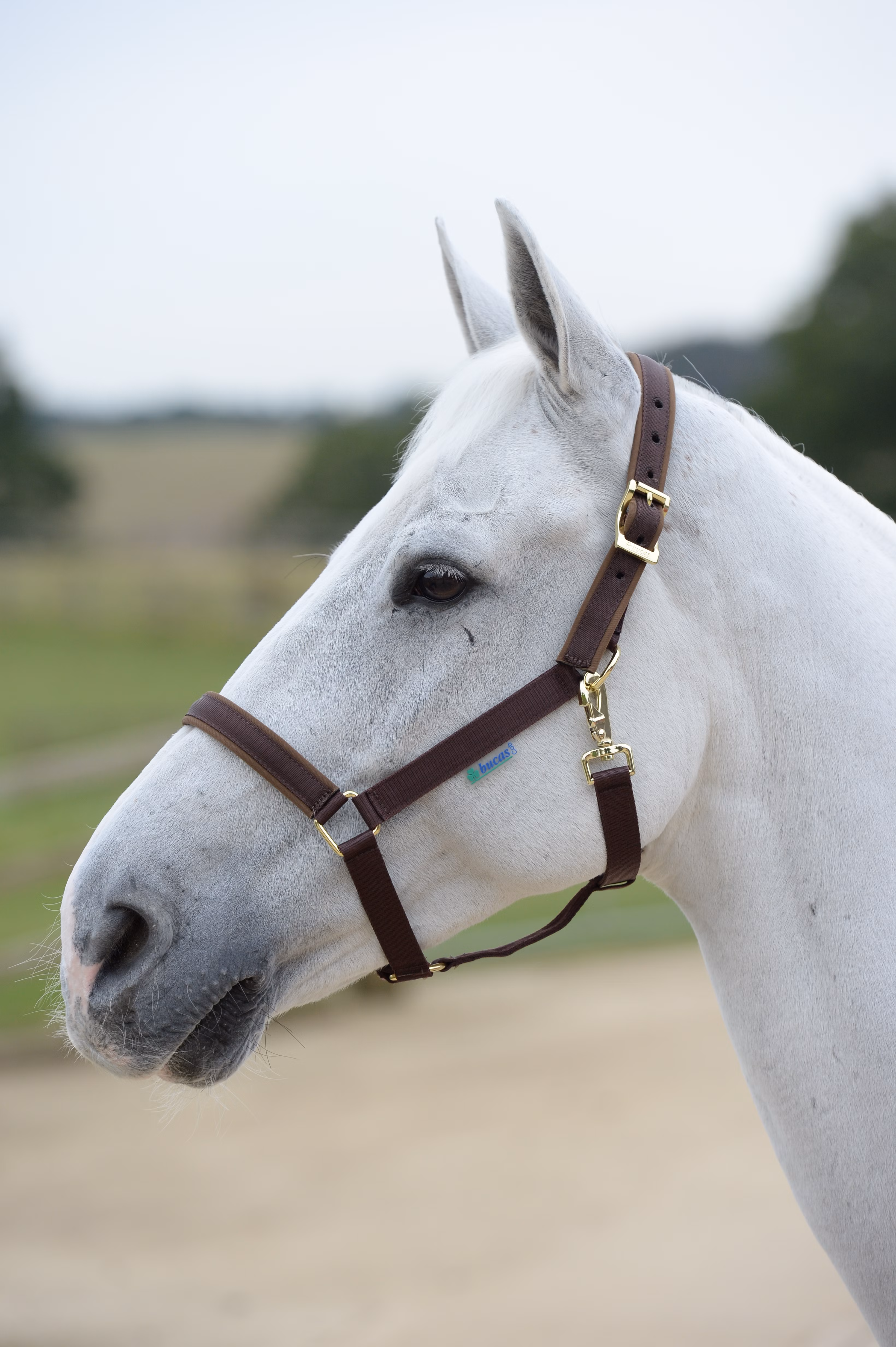 Grime Dublin Brown/Brown