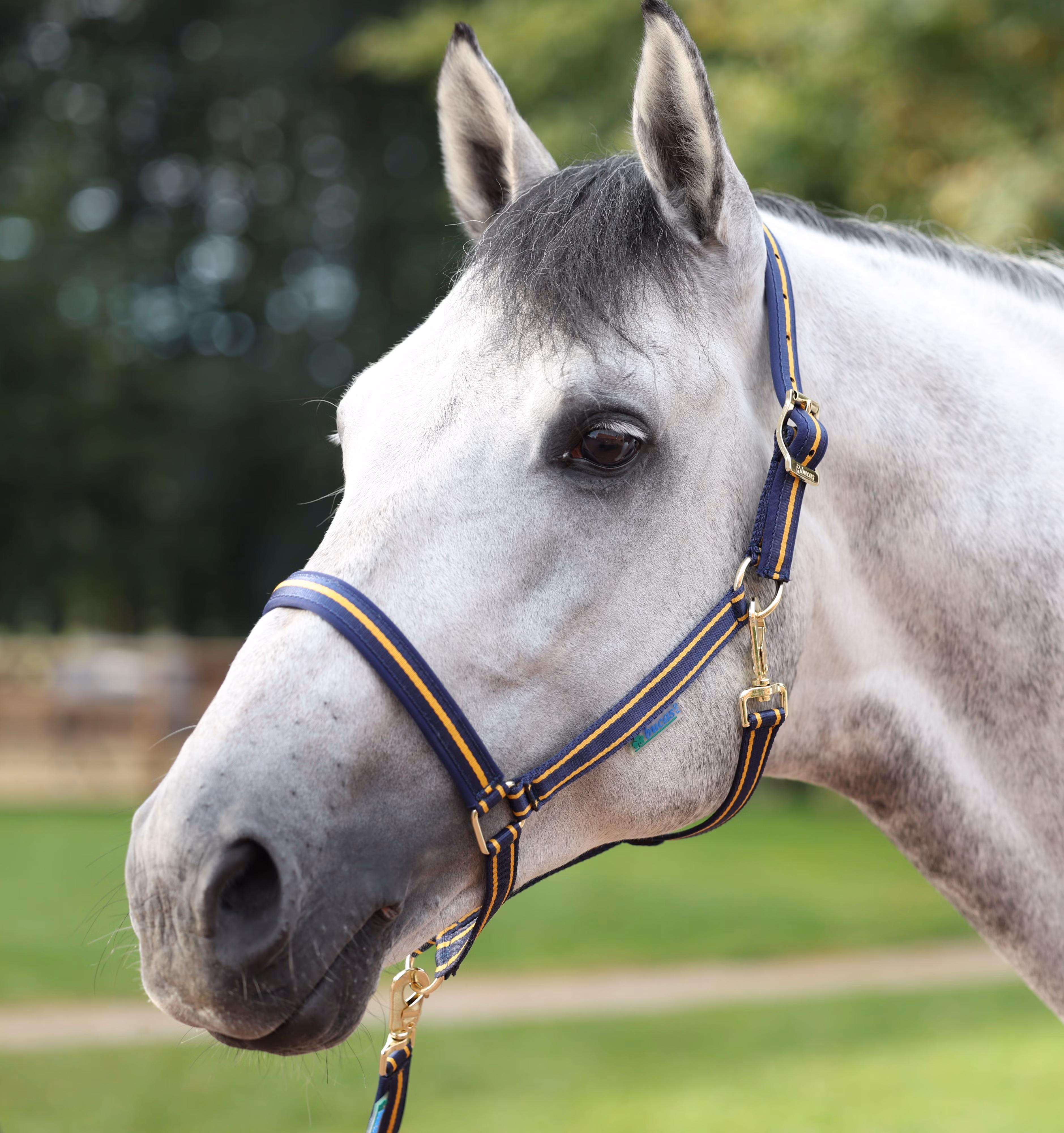 Grime Dublin Navy/Gold
