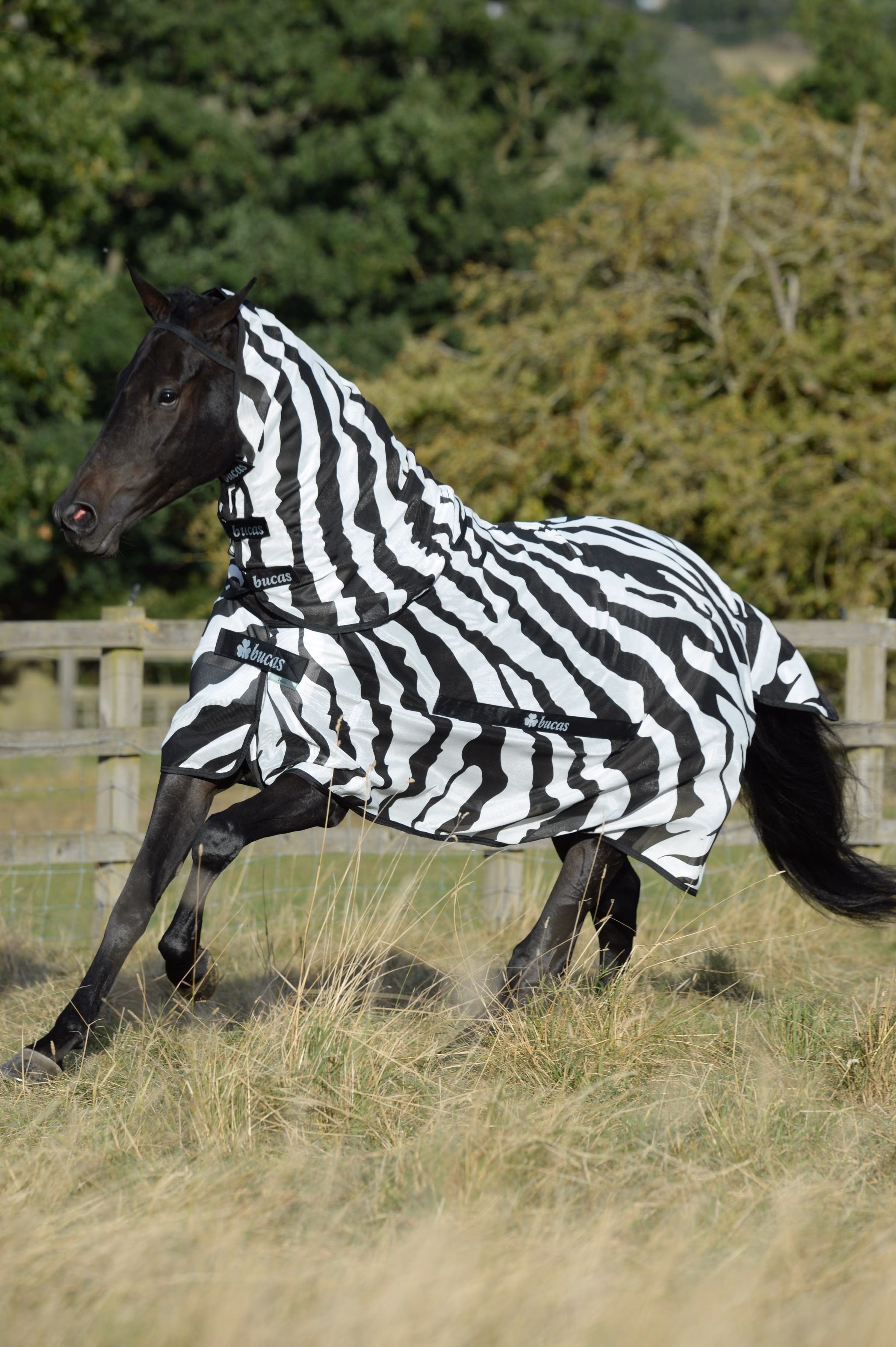 Buzz-Off Zebra & Neck