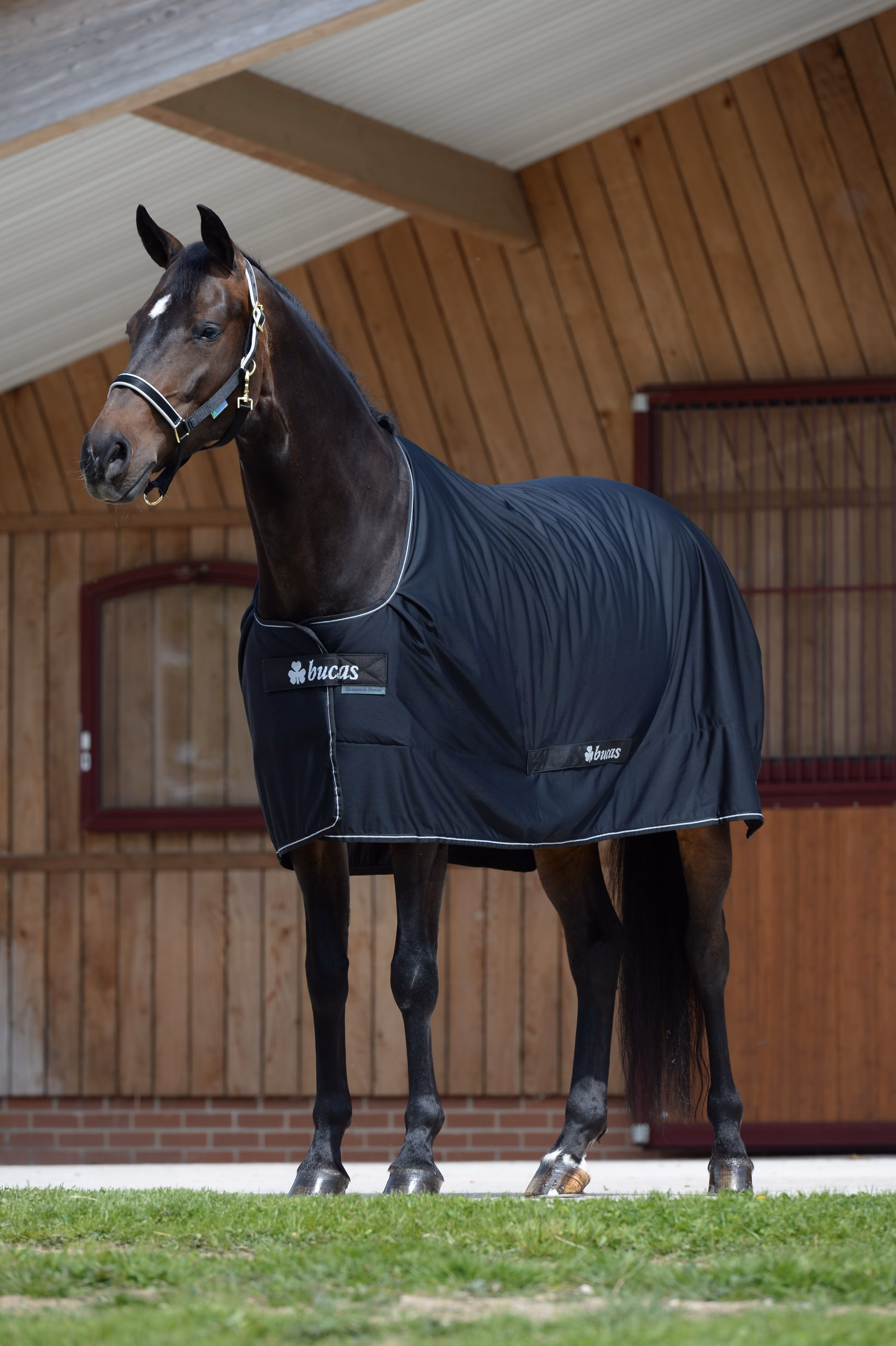 Shamrock Power Black/Silver