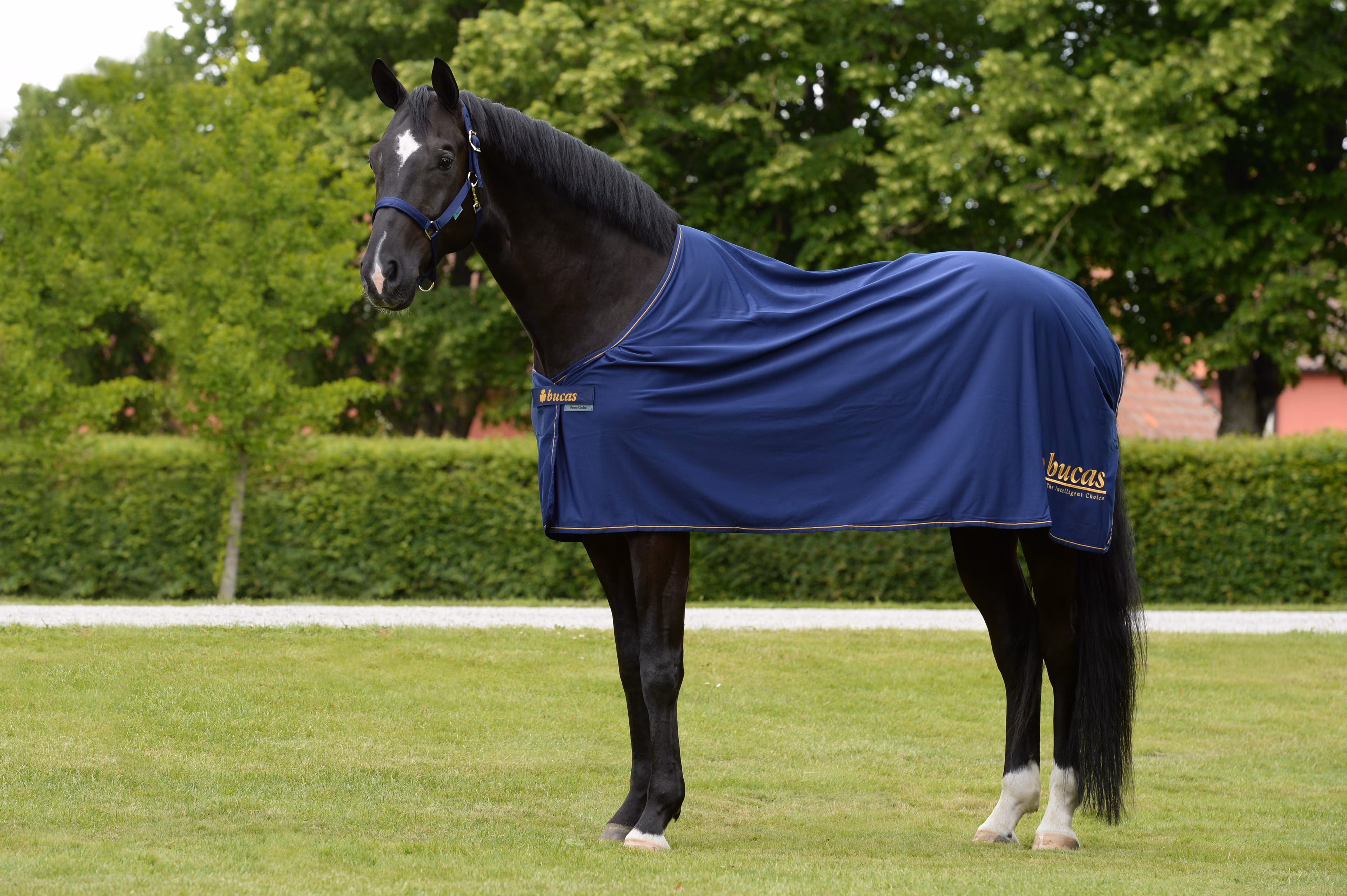 Prize Cooler Navy/Gold