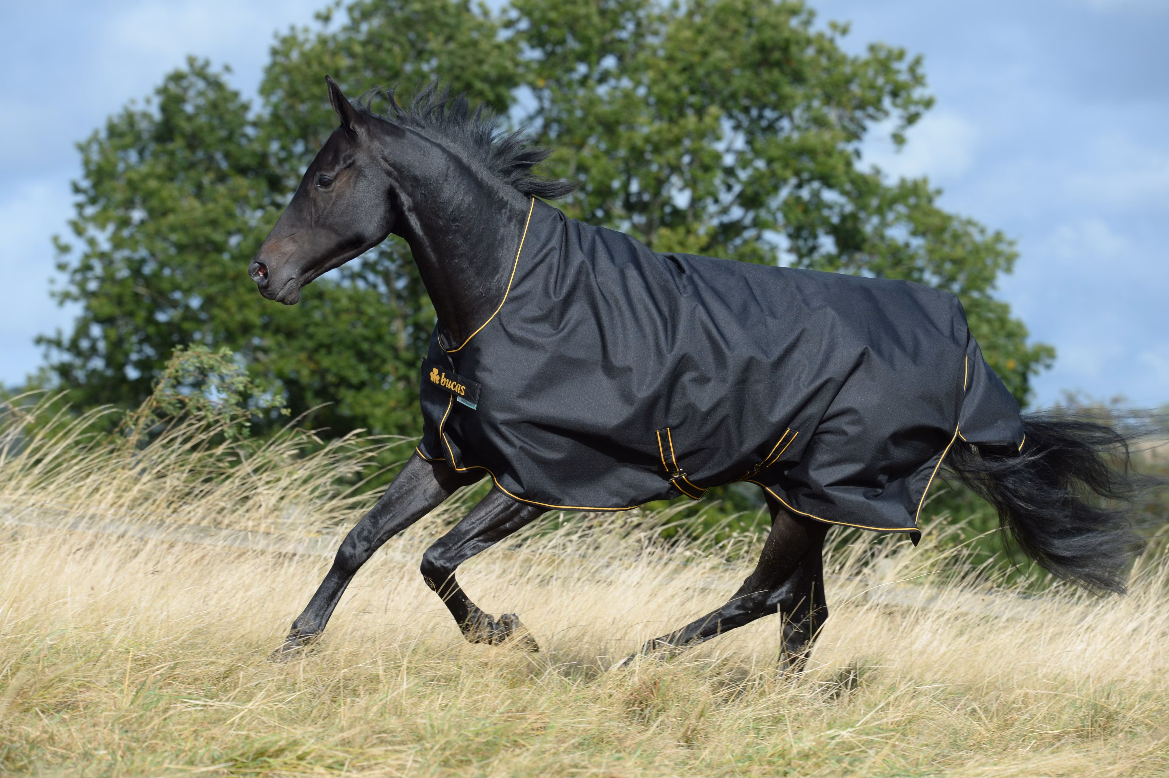 Irish Turnout 300 High Neck