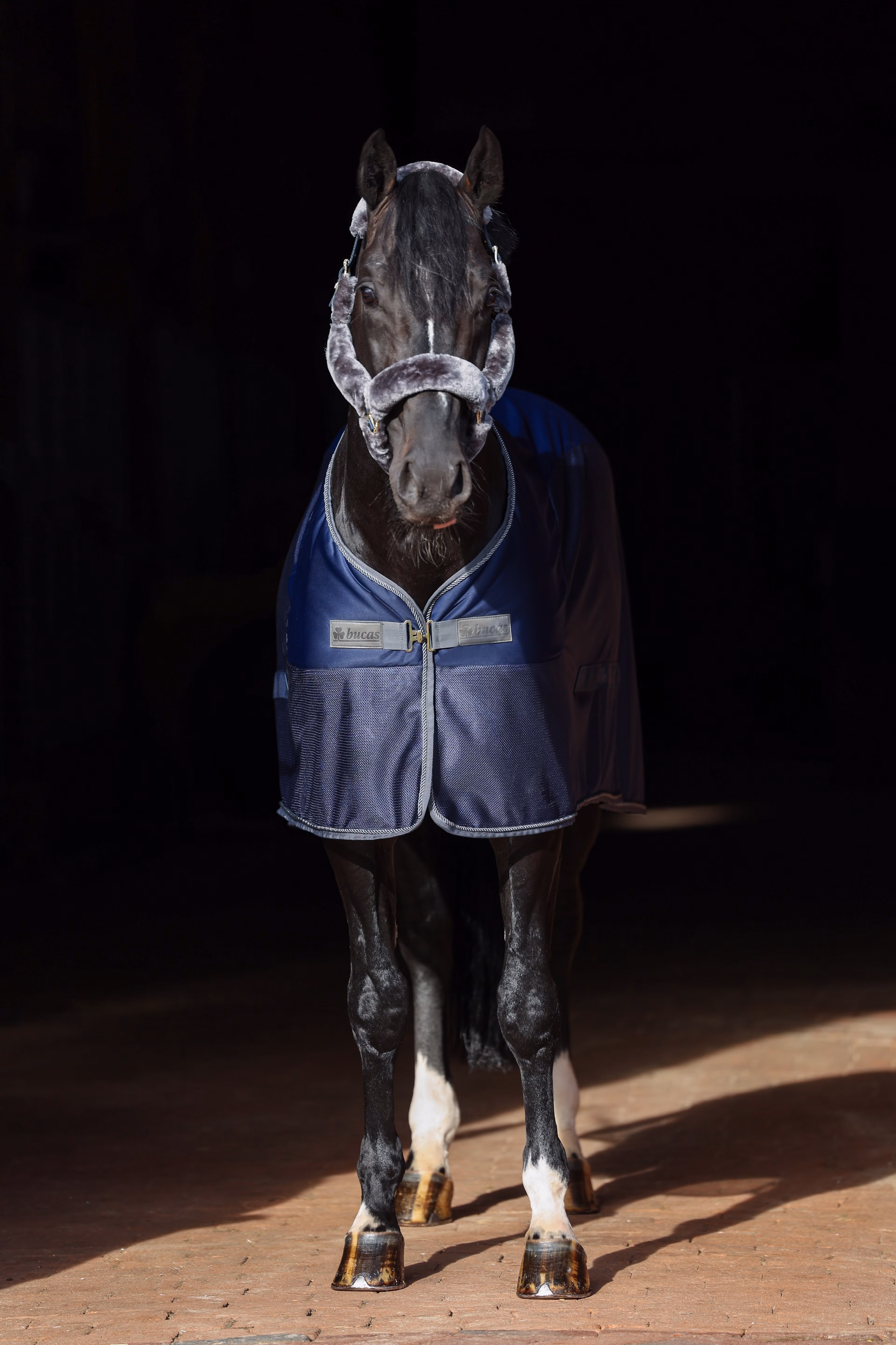 Show-Line Competition Cooler