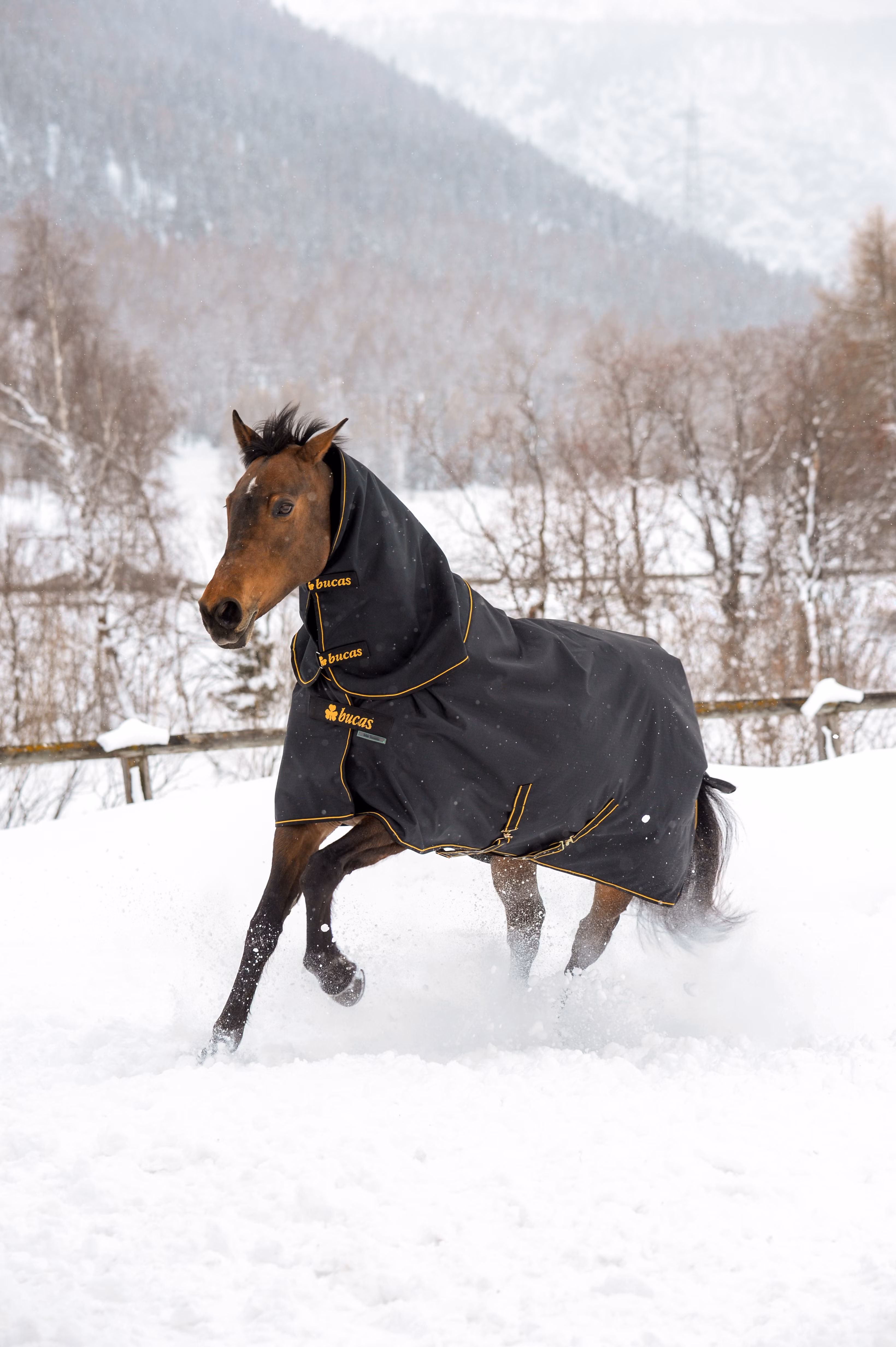 Irish Neck Black/Gold