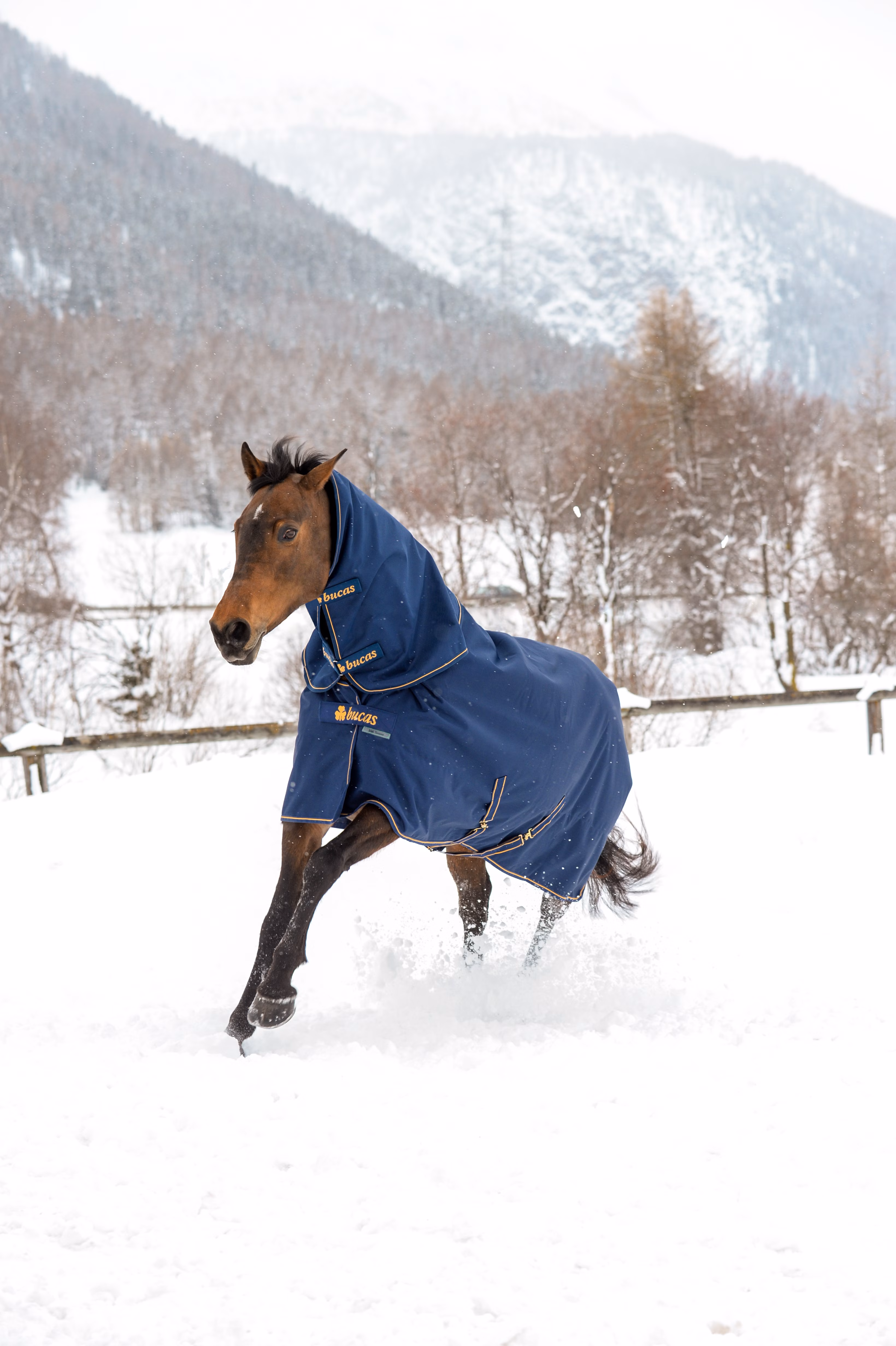 Irish Neck Navy/Gold