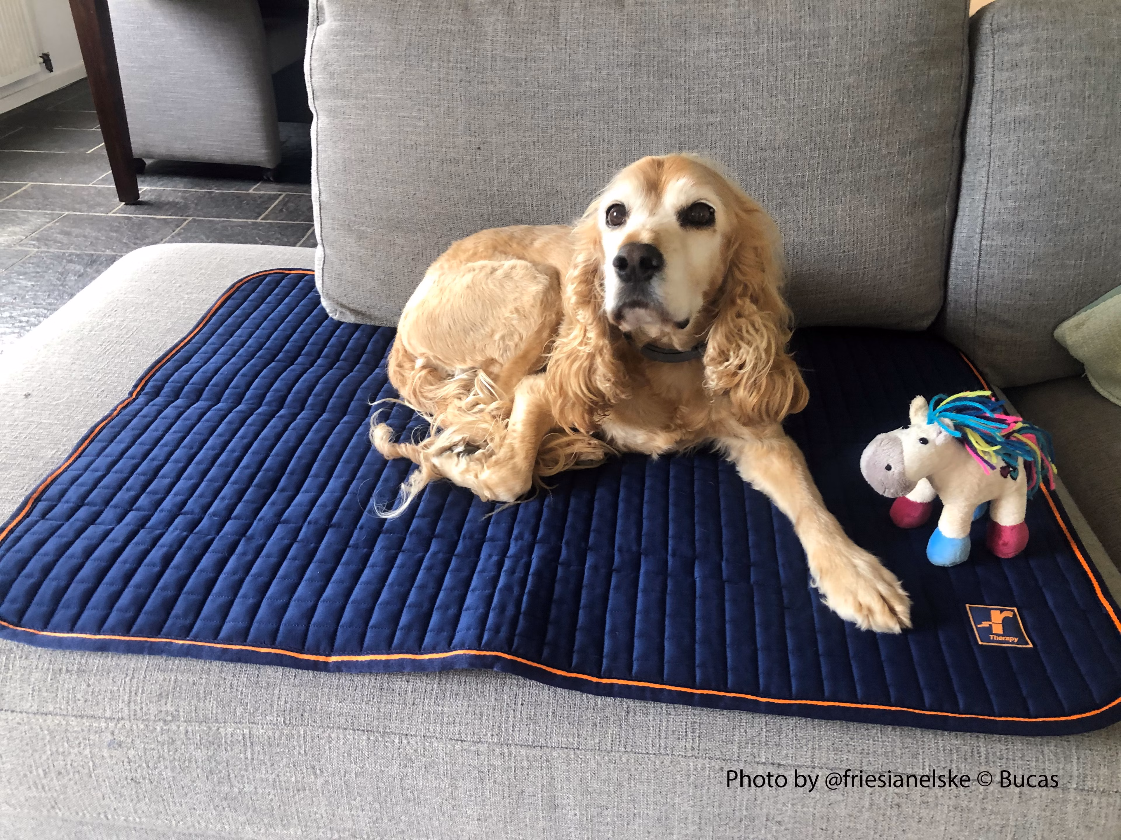 Bucas Therapy Dog Bed