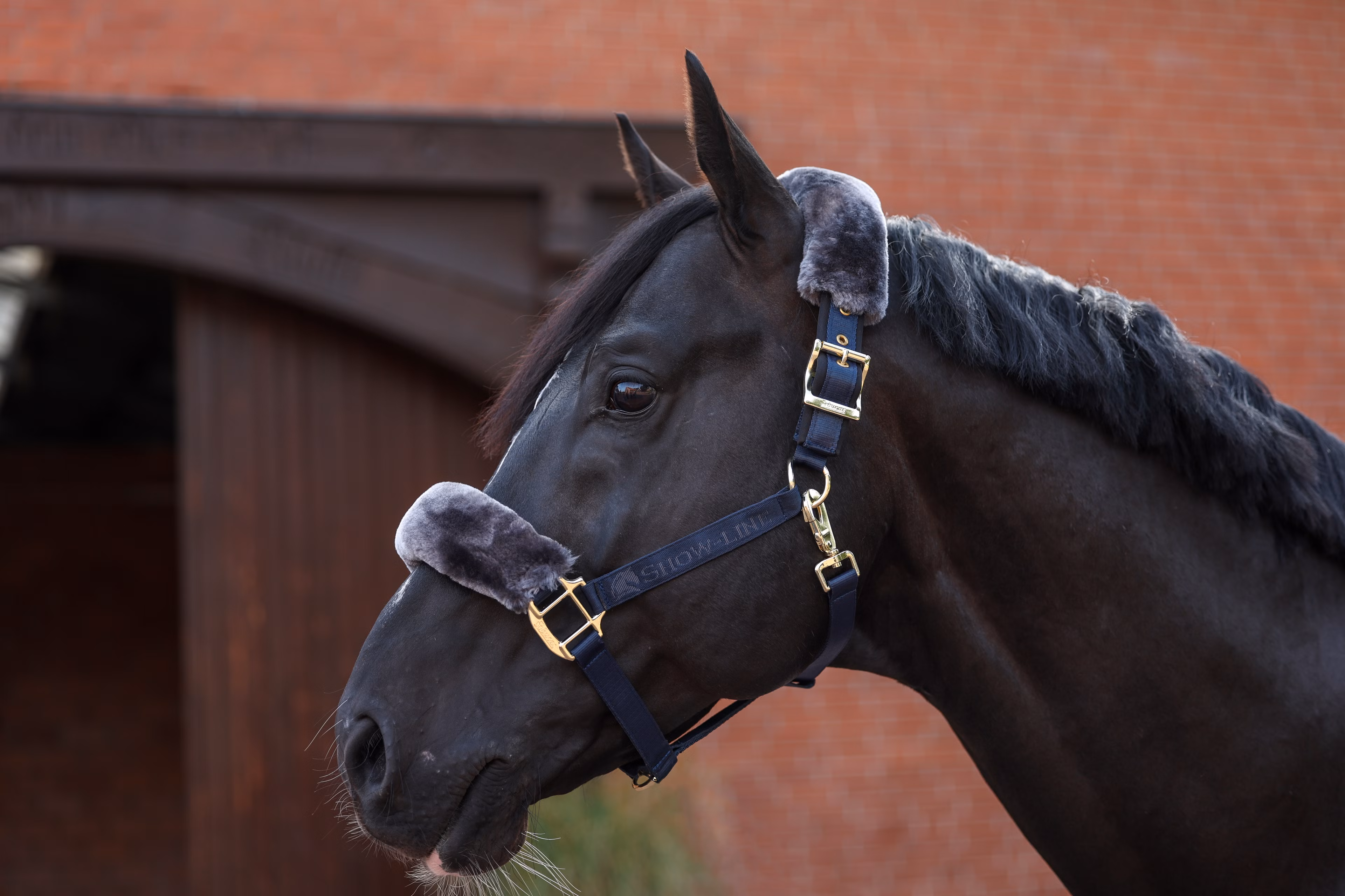 Show-Line Halter