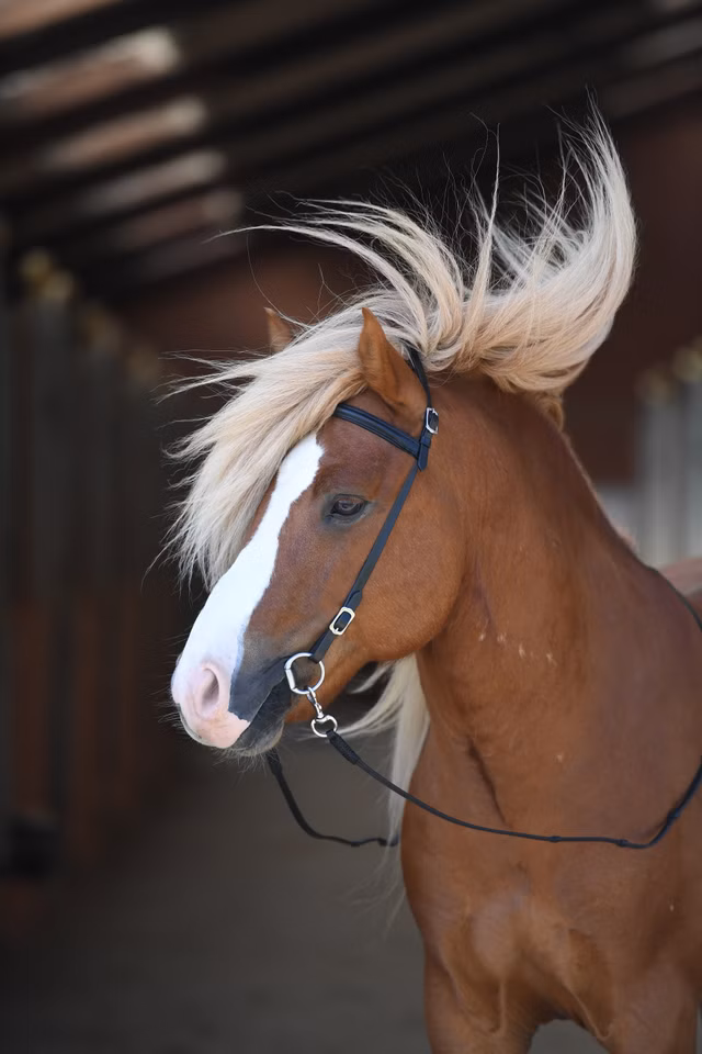 Hodelag Heimer Island Svart