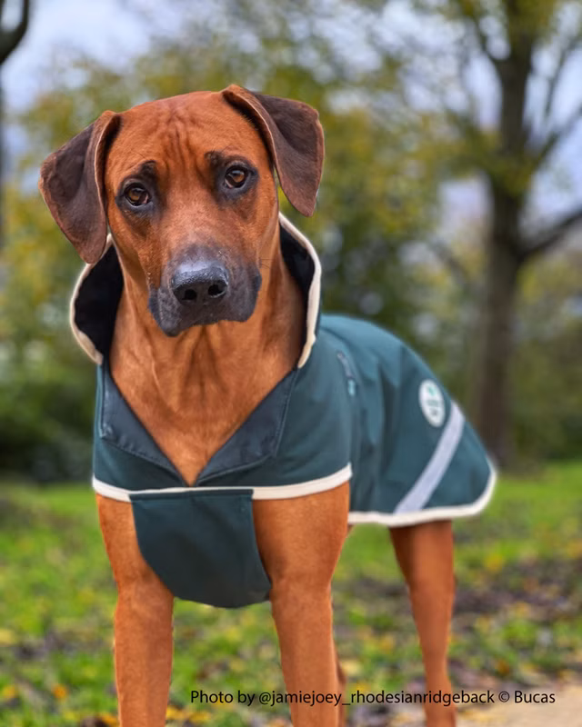 Greenline Dog Rug Green/cream