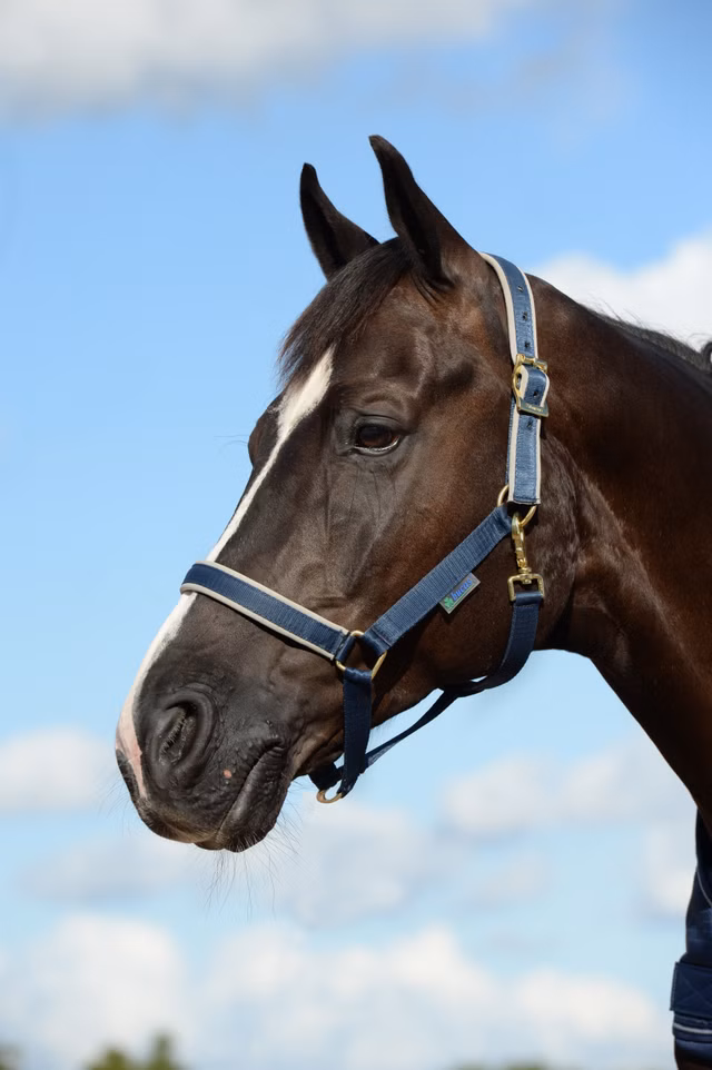 Grime Dublin Navy/Silver