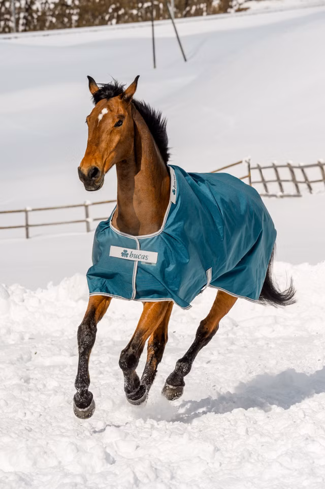 Atlantic Turnout 400g