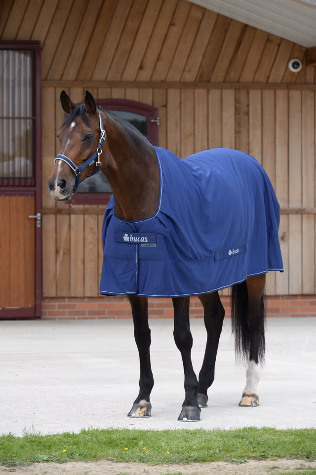 Shamrock Power Navy/Silver