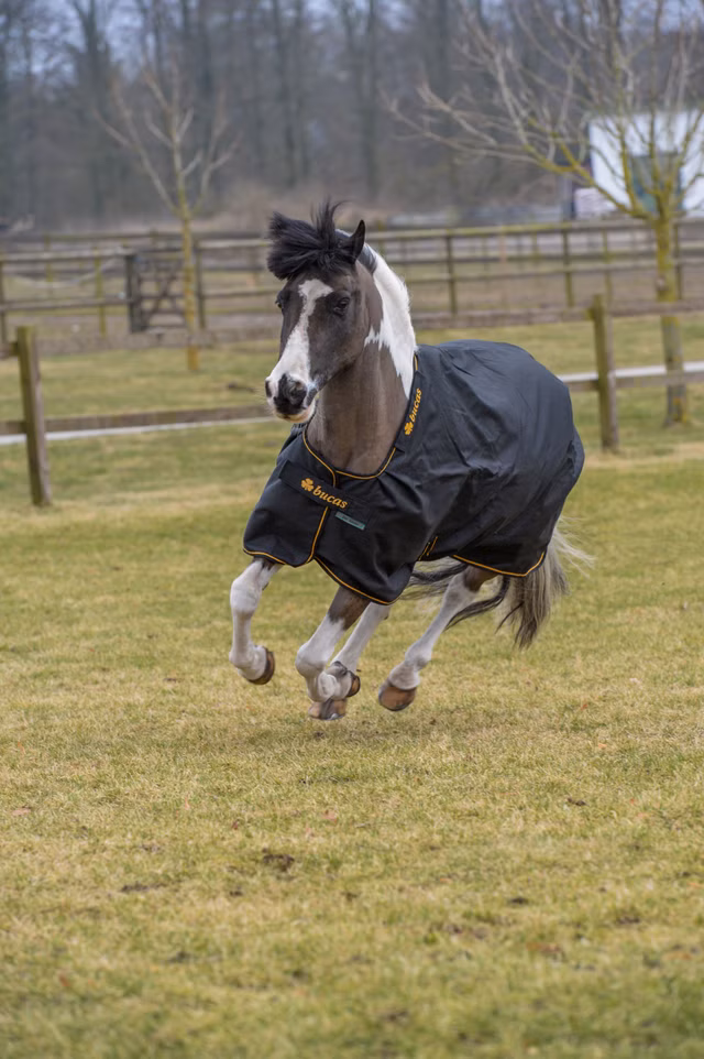 Irish Turnout 50 Black/Gold